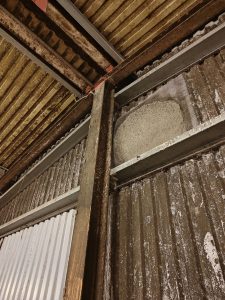 LYRF_Svartmogel_loft